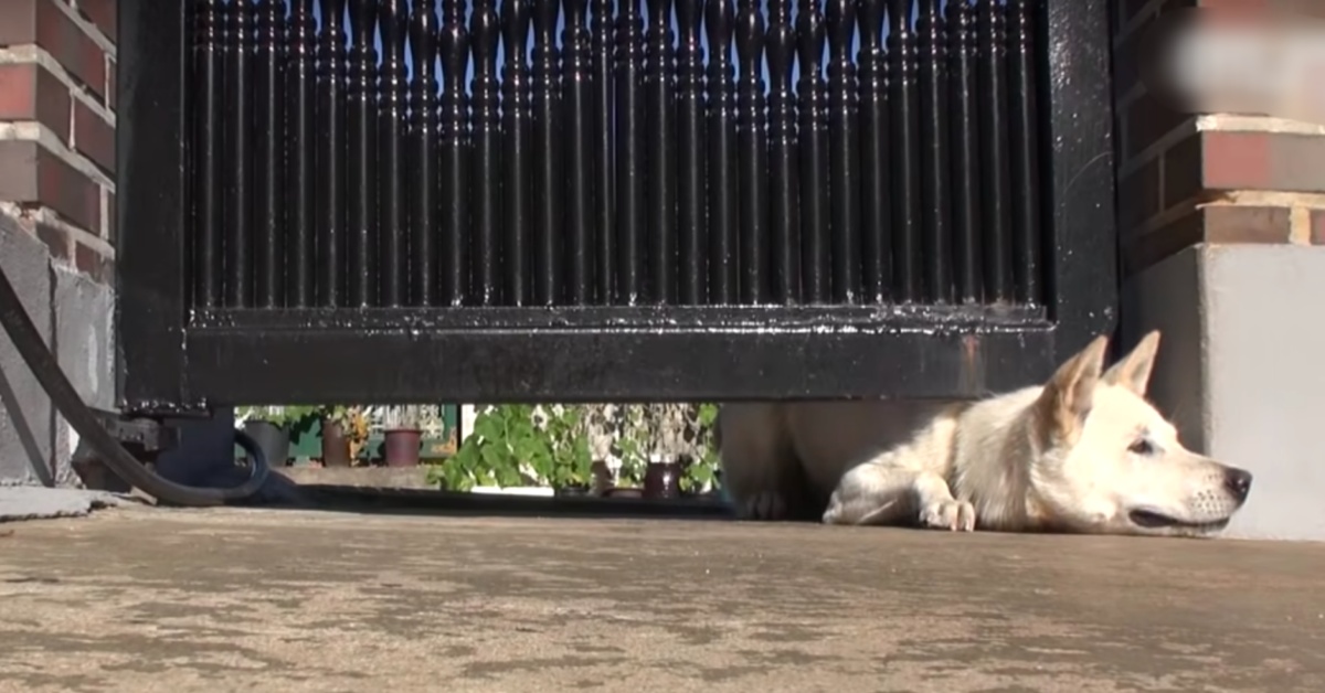 Coppia nota un cane che strisciava sotto il cancello: il marito decide di indagare