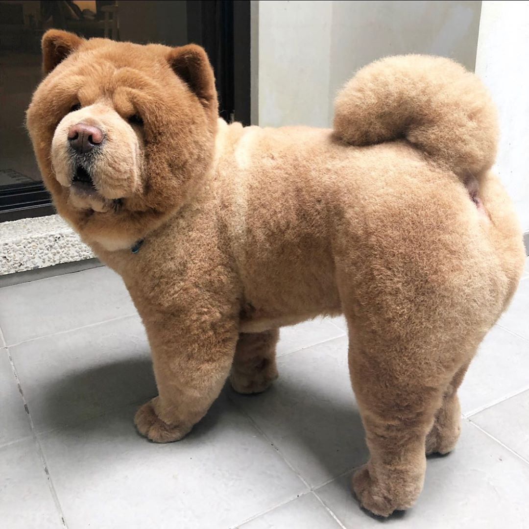 La pelliccia del Cane Chow Chow