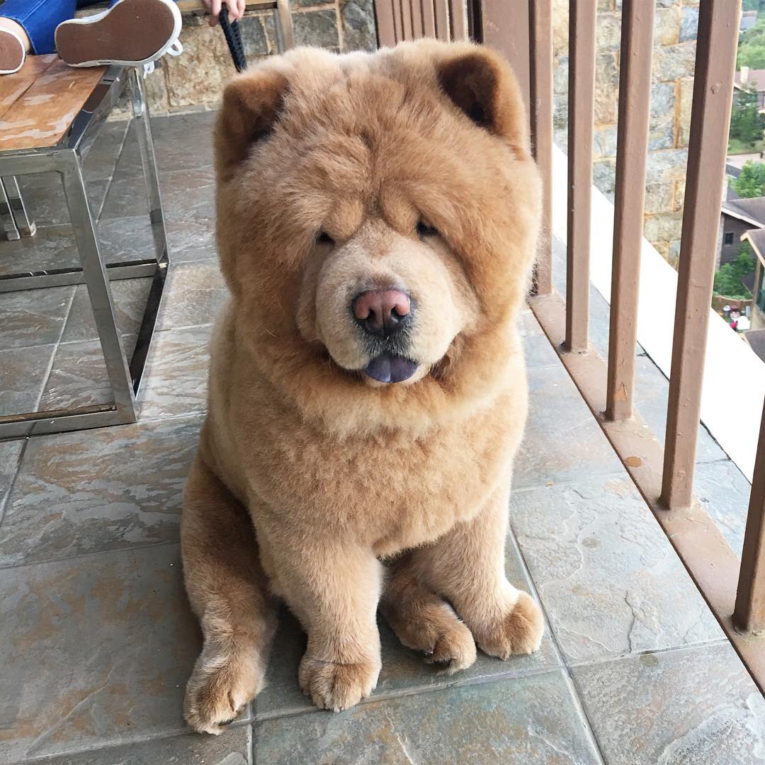 Cane di razza Chow Chow