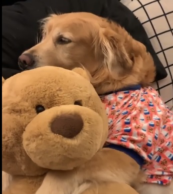 il Golden Retriever con il suo peluche