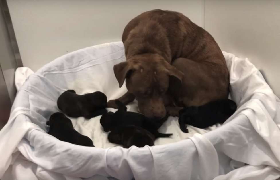 Volontari della stray rescue salvano mamma e cuccioli