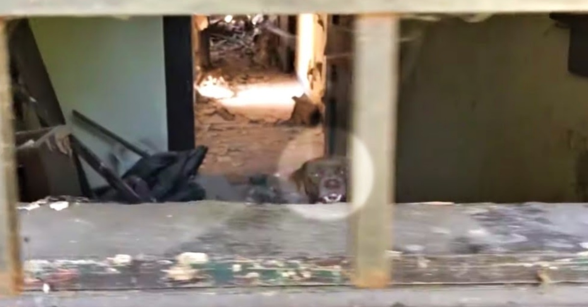 Il cane che continuava a ringhiare: il racconto dei volontari della Stray Rescue