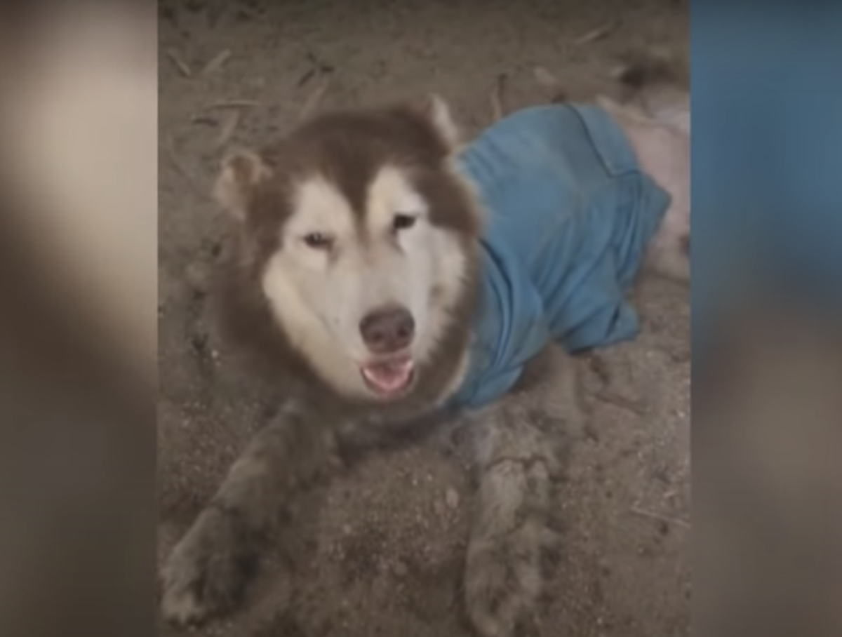 Soccorritori salvano husky