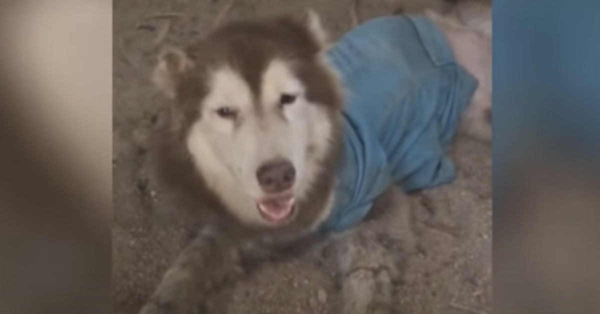 Il salvataggio dell’husky abbandonato con le zampe ferite