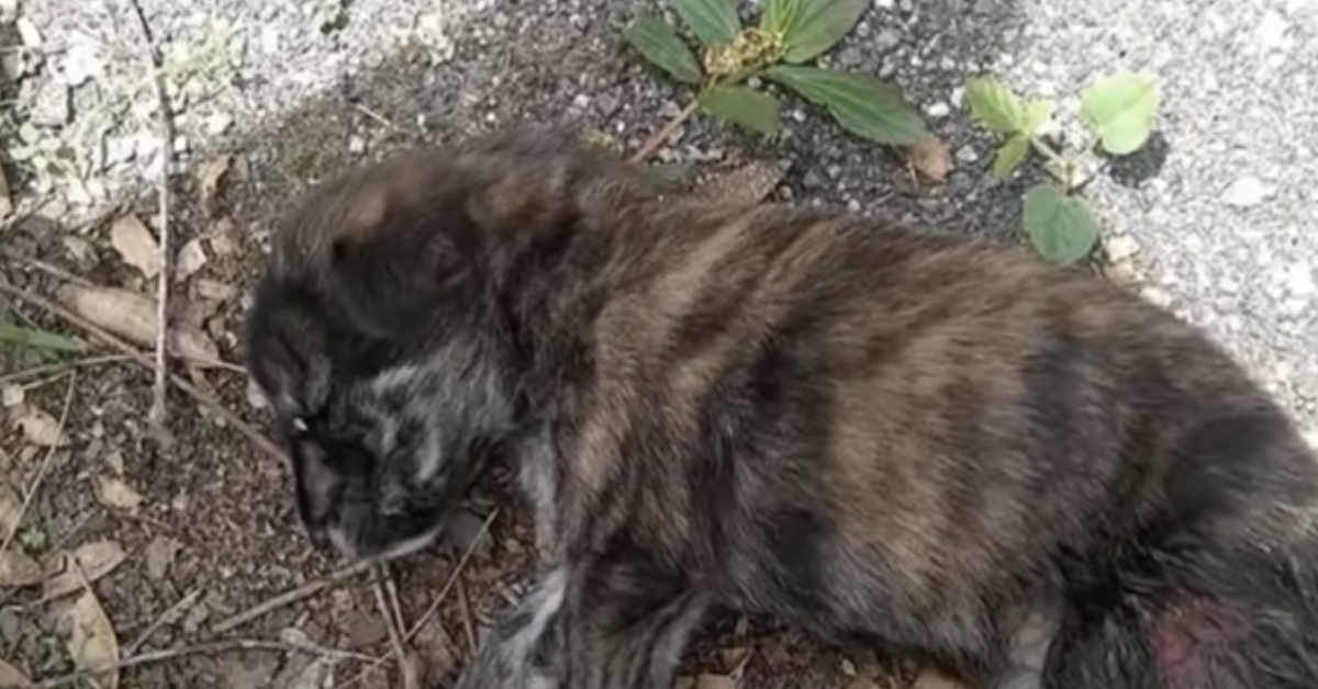 Il salvataggio di Minino, un cucciolo abbandonato a pochi giorni di vita