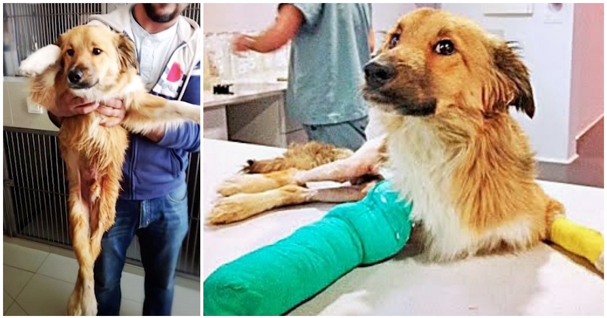 Il salvataggio di Monty, il cane trovato gravemente ferito