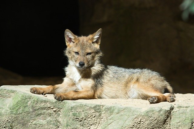 Il cucciolo di coyote in difficoltà