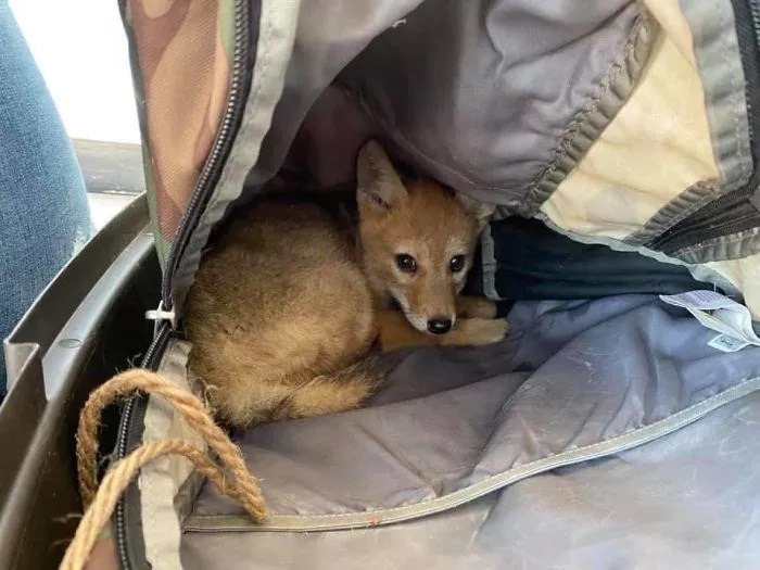 Il cucciolo di coyote in vacanza