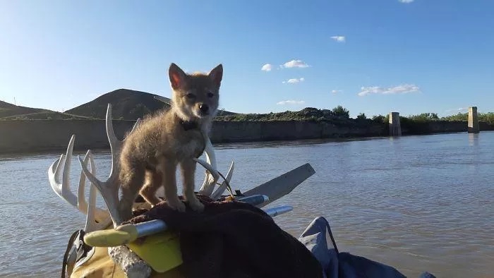 Coyote in giro in barca