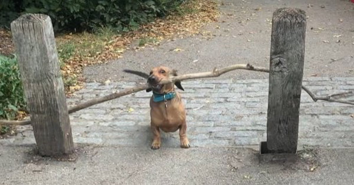 la passione di Bosco per i bastoni