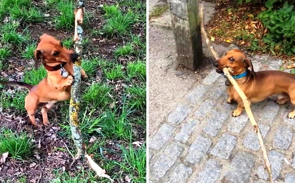 la passione di Bosco per i bastoni