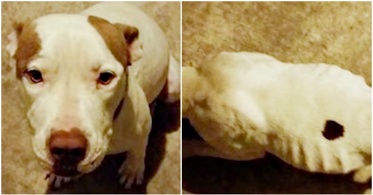 La storia di Rose, una pit bull salvata da un amico umano che la trascurava