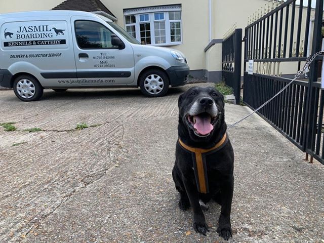 Labrador abbandonato con una nota: è stato lasciato legato ad una ringhiera