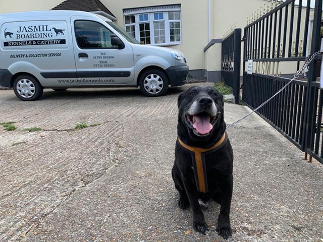 Trovato un labrador abbandonato