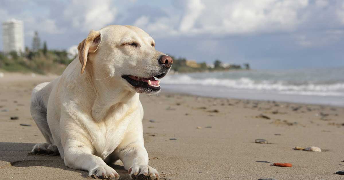 Labrador salva un bambino al mare