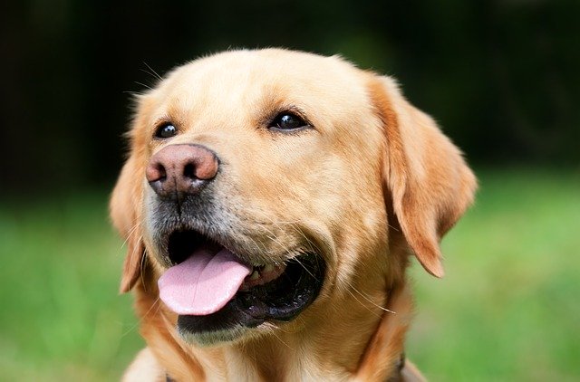 Cane Labrador per il salvataggio