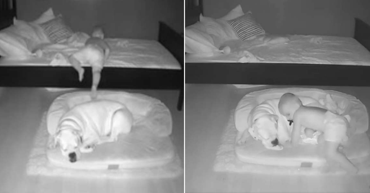 Il legame instaurato da Bruto il cane e Finn, il bimbo nato con difetto cardiaco