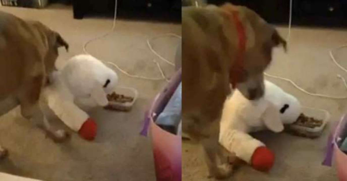 Il legame che ha instaurato Tucker, un dolce cagnolino, con il suo peluche