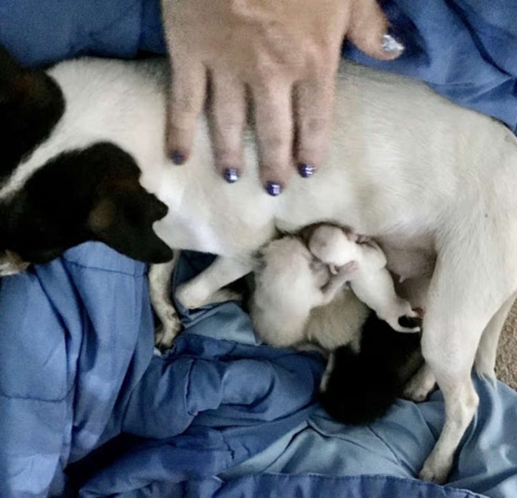 Gattini prendono il latte dalla cagnolina