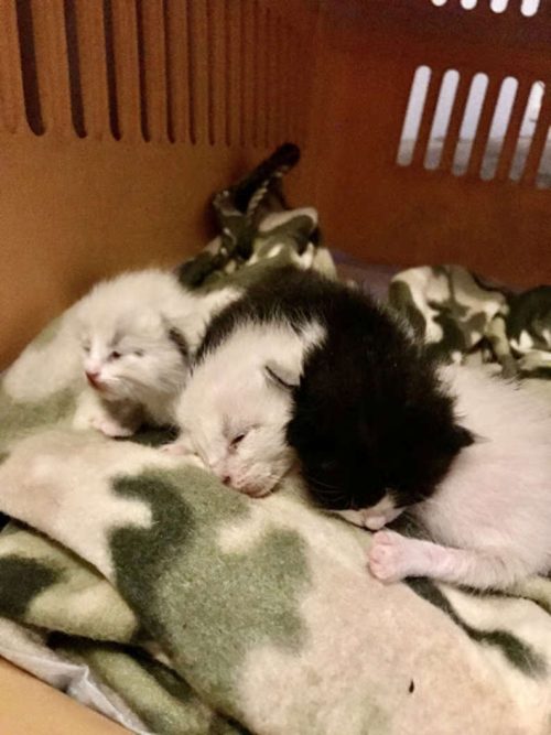 Cagnolina adotta tre gattini