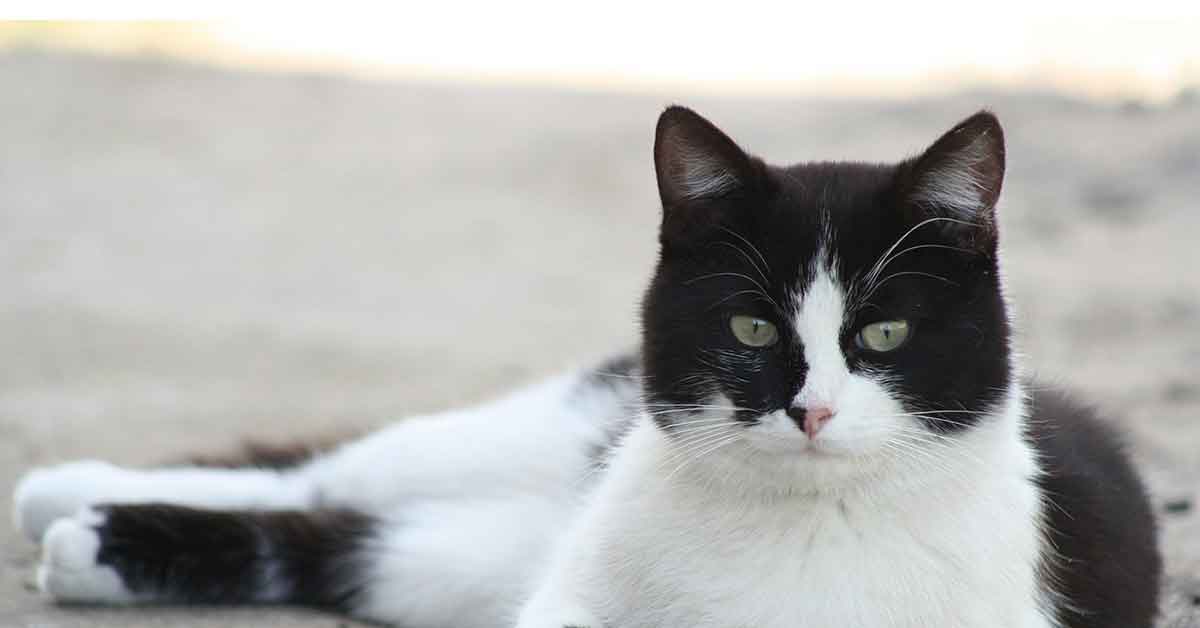 Micio con macchia a forma di gatto sul viso