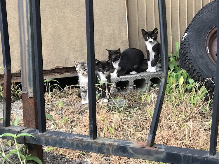 Foto di gatti che riposano insieme