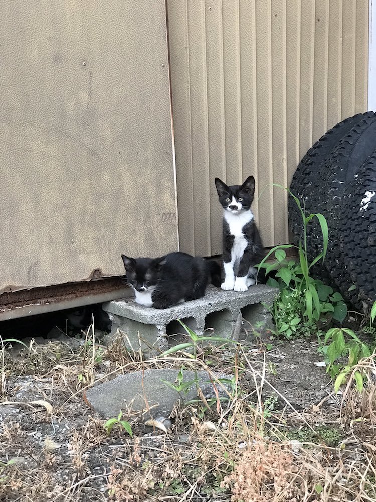 Gatti bianchi e neri in strada