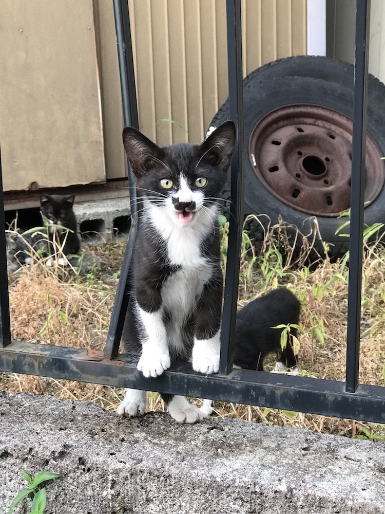 La macchia a forma di gatto