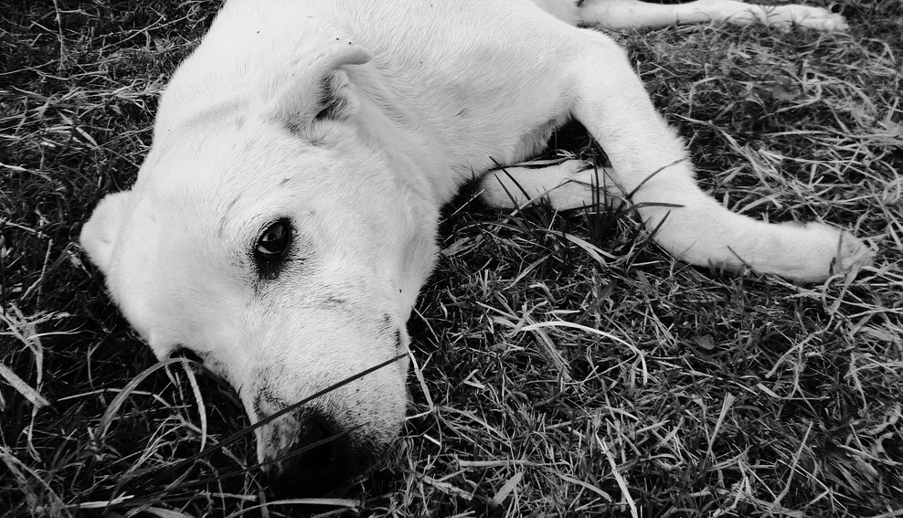 Cani abbandonati per strada