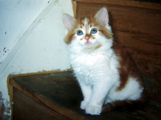 Rubble il gatto più anziano del mondo