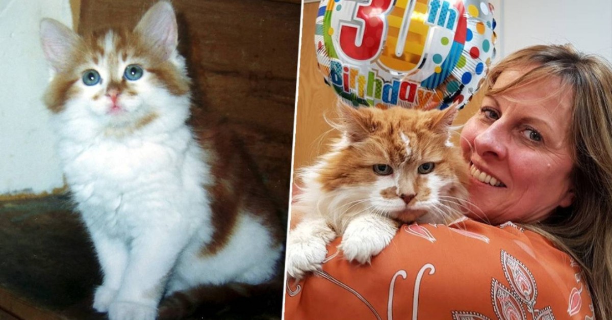 È morto Rubble, il gatto più anziano del mondo: aveva 31 anni