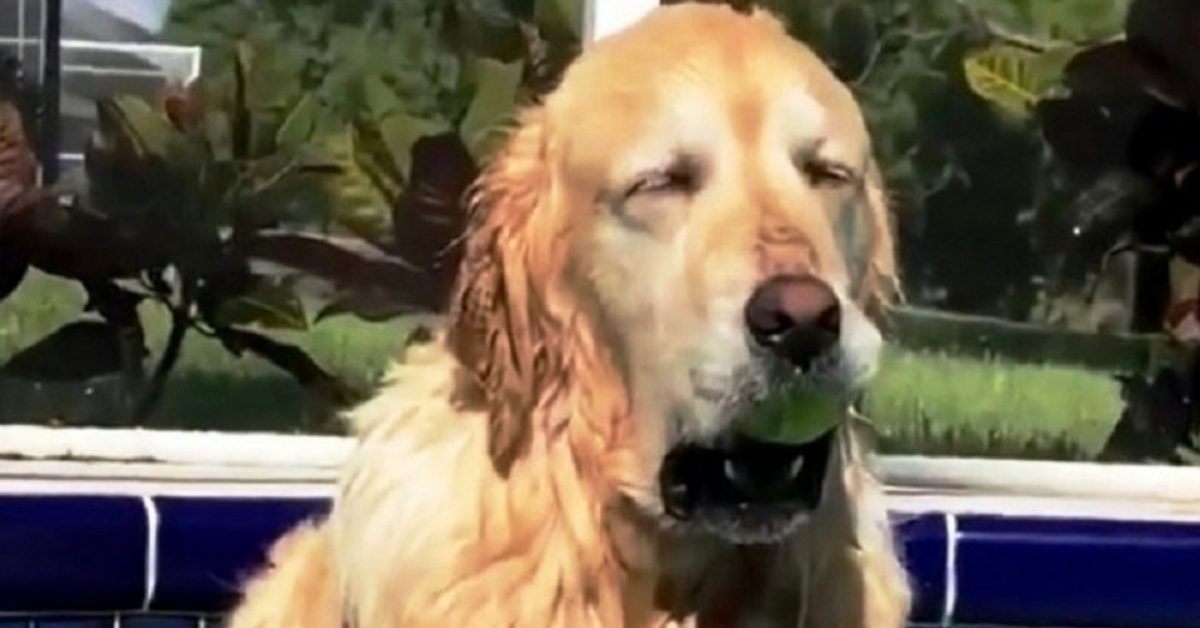 Il divertente video di Myla, l’anziana cagnolona che si addormenta in piscina
