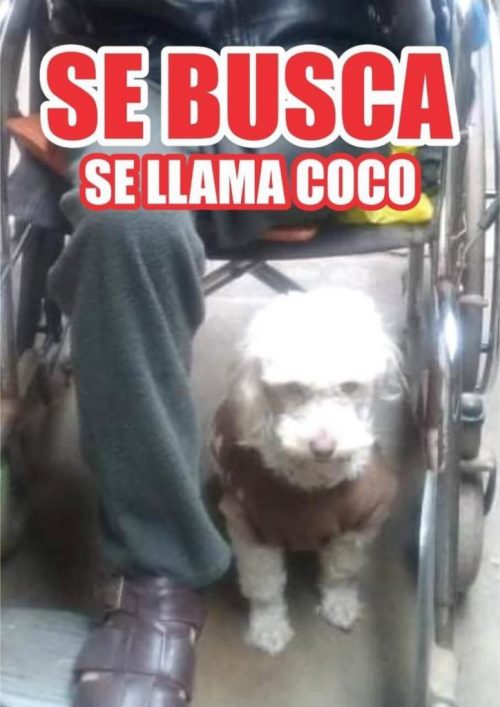 Denuncia di scomparsa di Coco