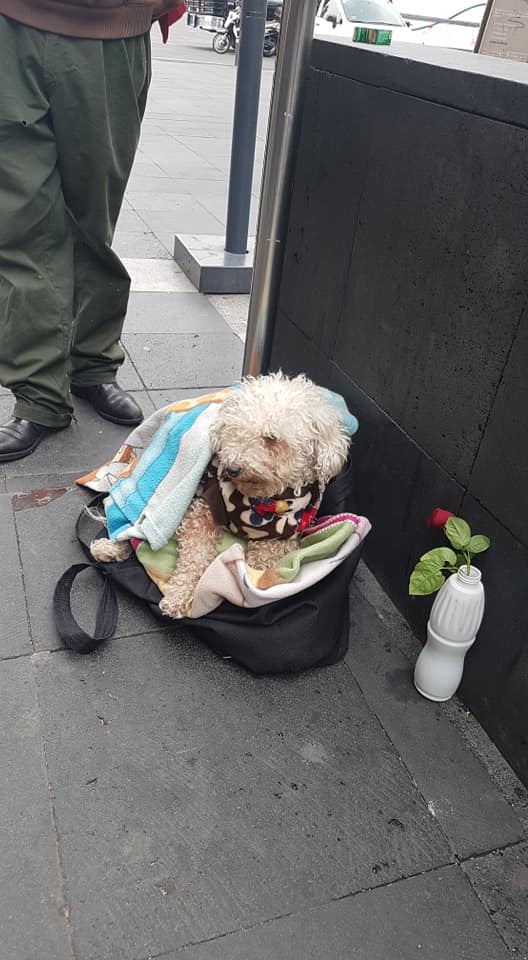 Il cane aspetta le croccchette