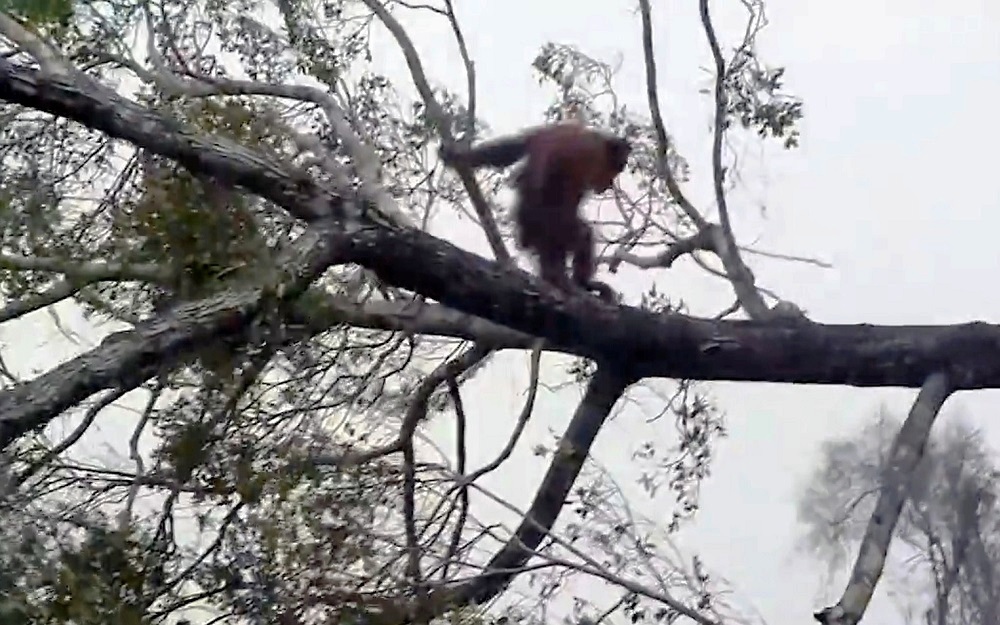 La lotta dell'orango