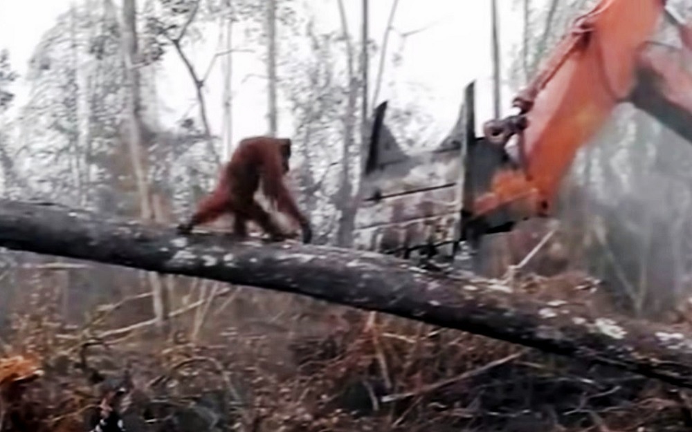 La lotta dell'orango
