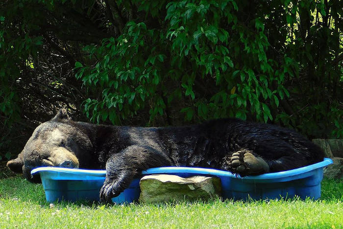 Regina Keller e l'orso nella piscina