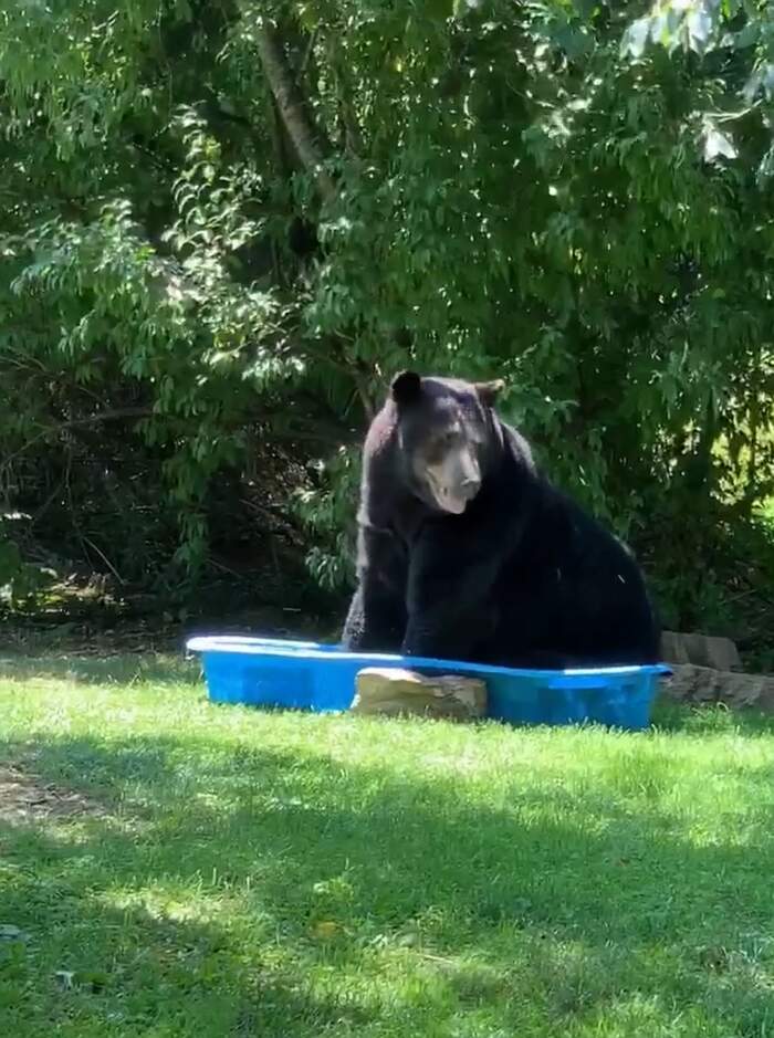 Regina Keller e l'orso nella piscina