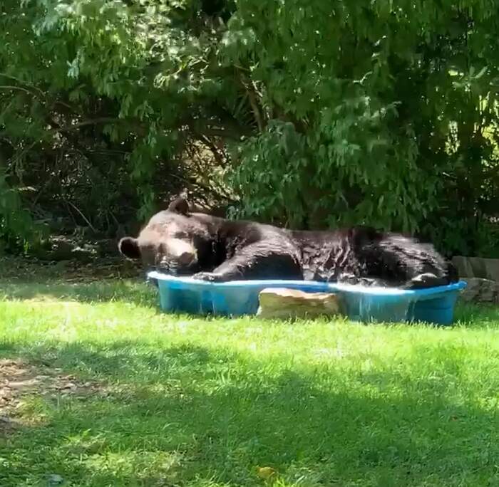 Regina Keller e l'orso nella piscina