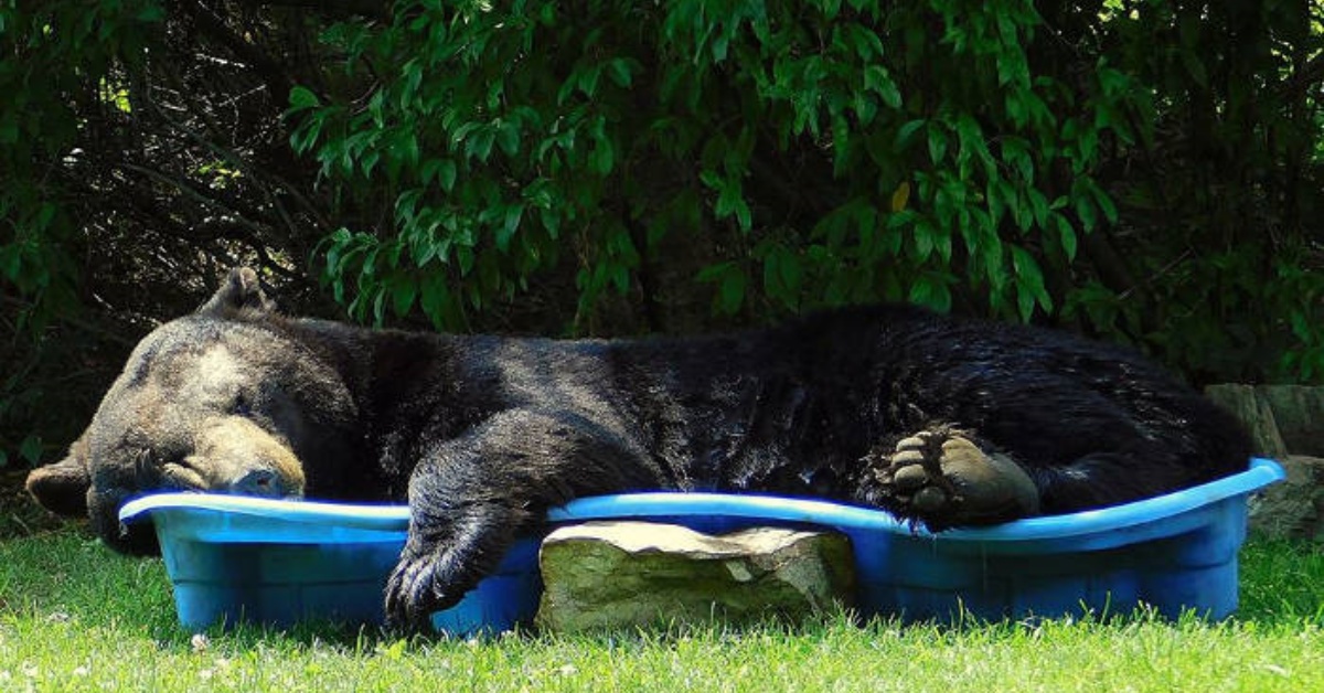 Un orso si intrufola nel giardino di Regina Keller e si addormenta nella piscina dei bambini