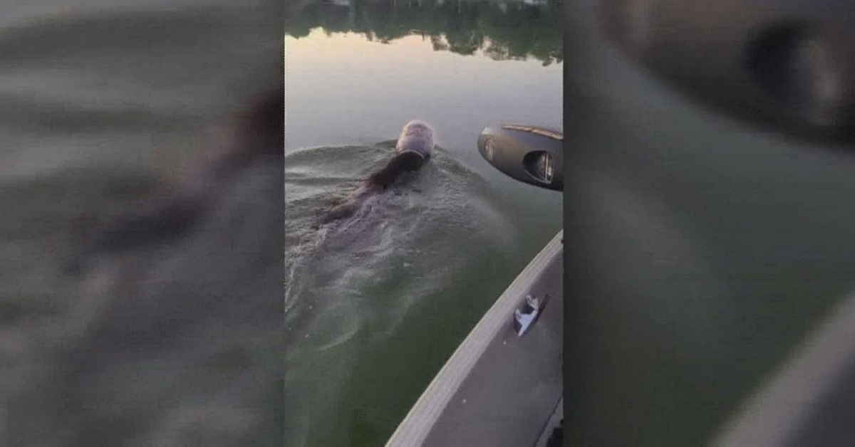 Orso salvato in acqua