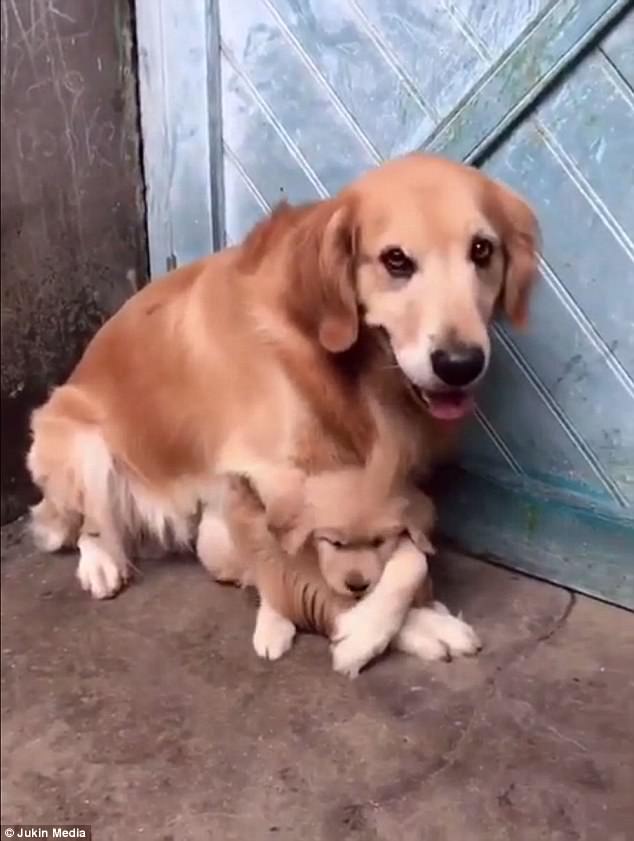 papà protegge cucciola