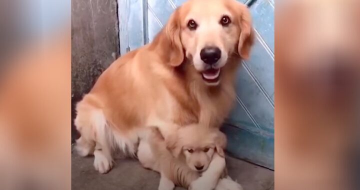 papà protegge cucciola