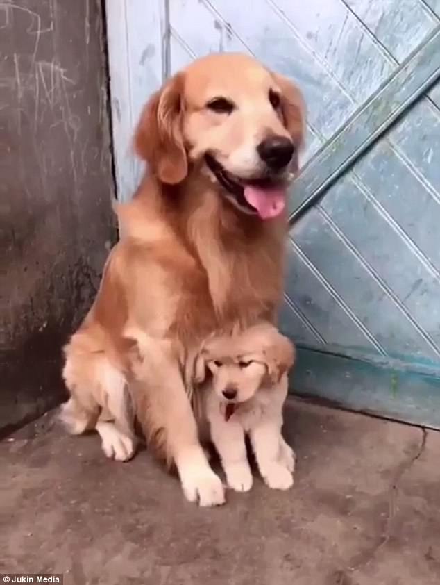 papà protegge cucciola