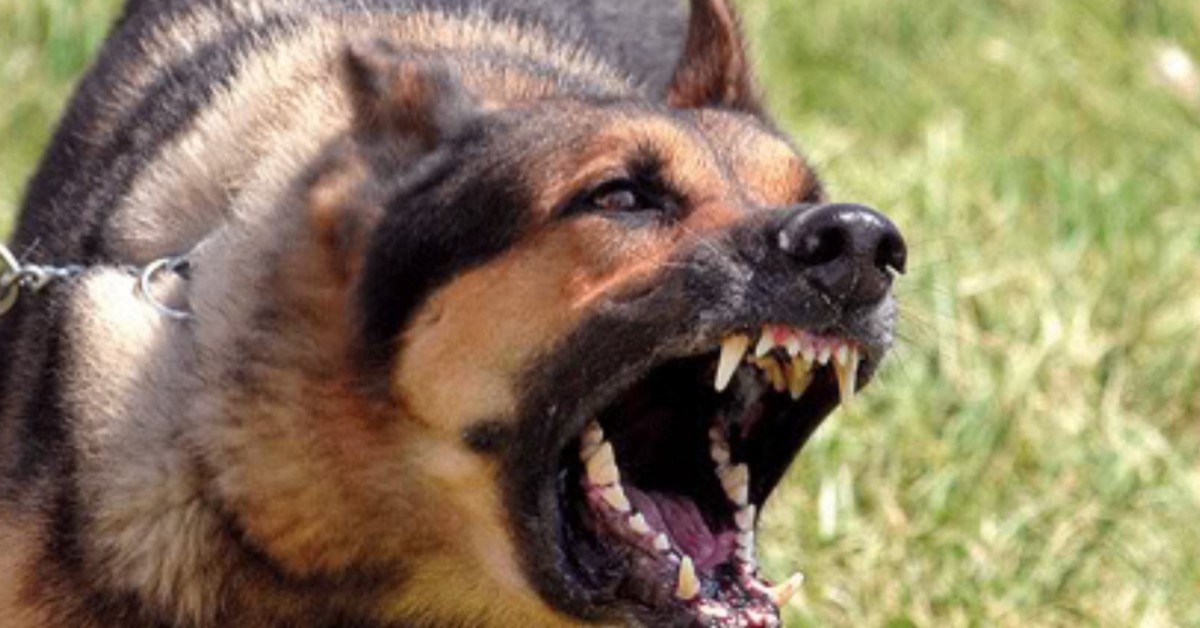 Parma, bambino di 2 anni aggredito dal cane di famiglia: trasportato con urgenza in ospedale