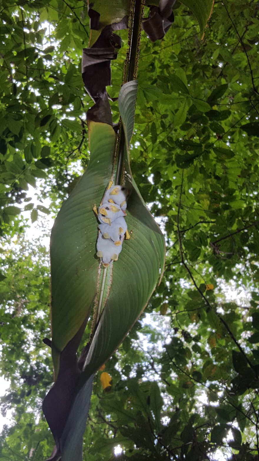 Ectophylla alba