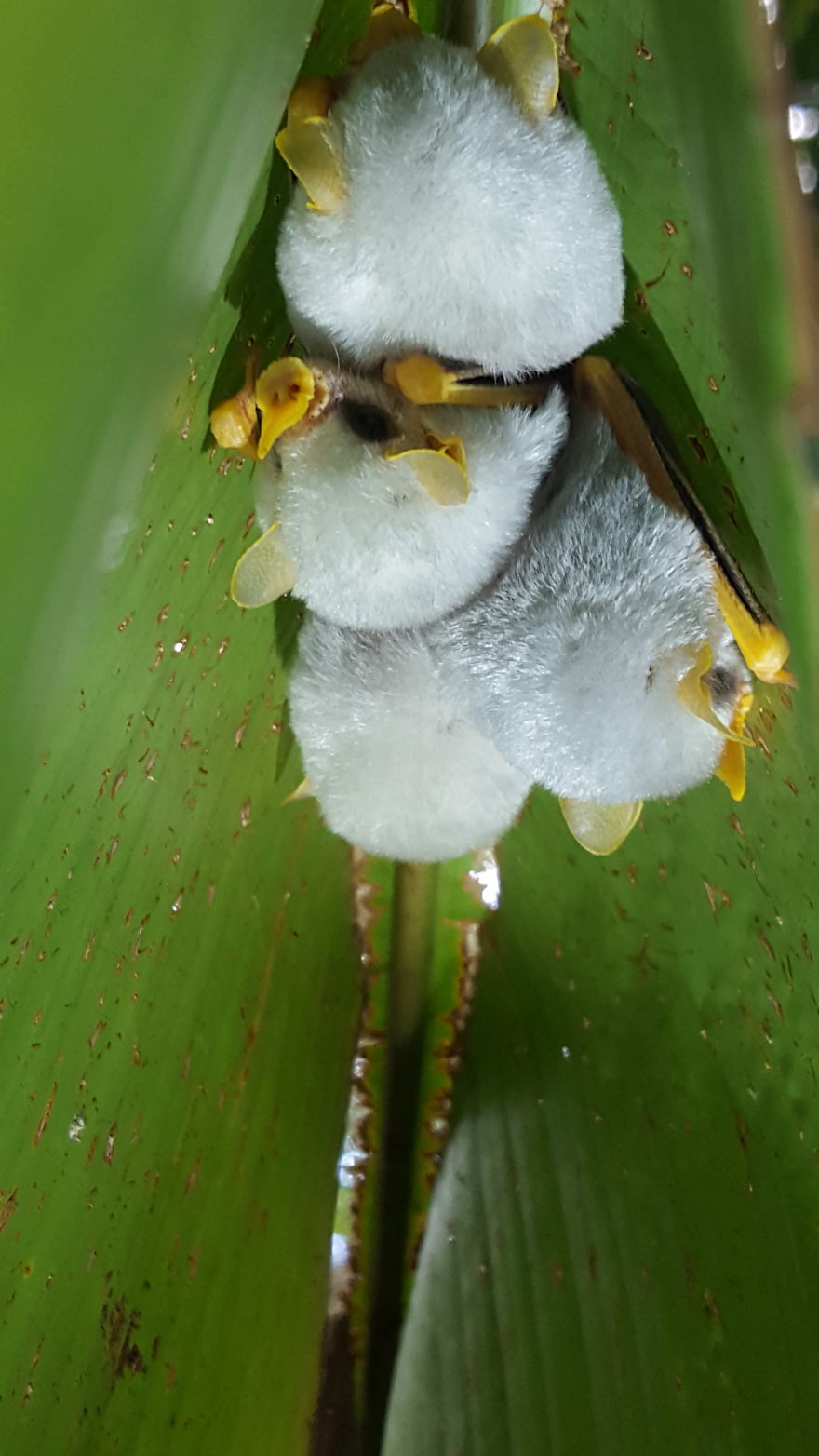 Ectophylla alba