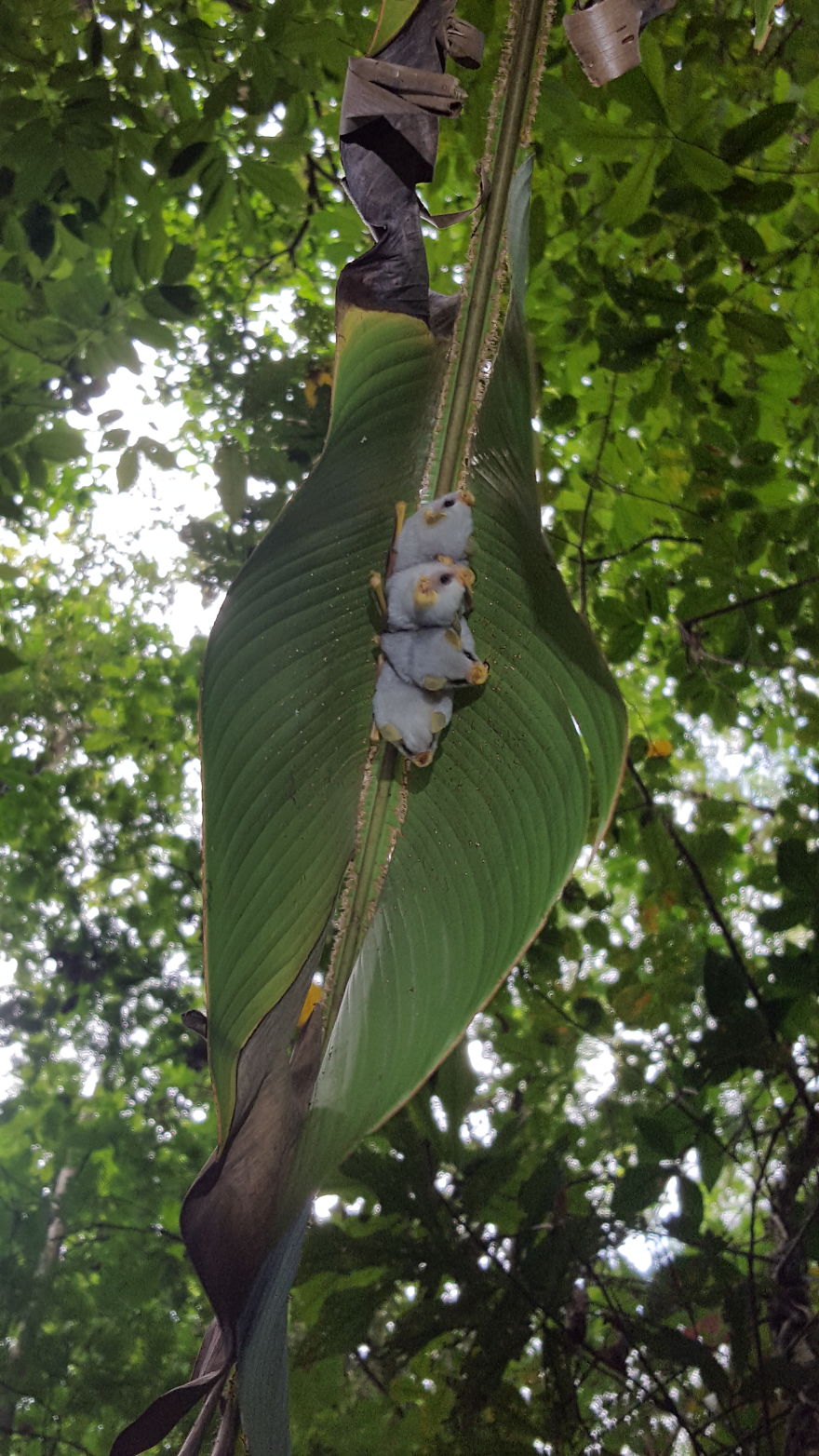 Ectophylla alba