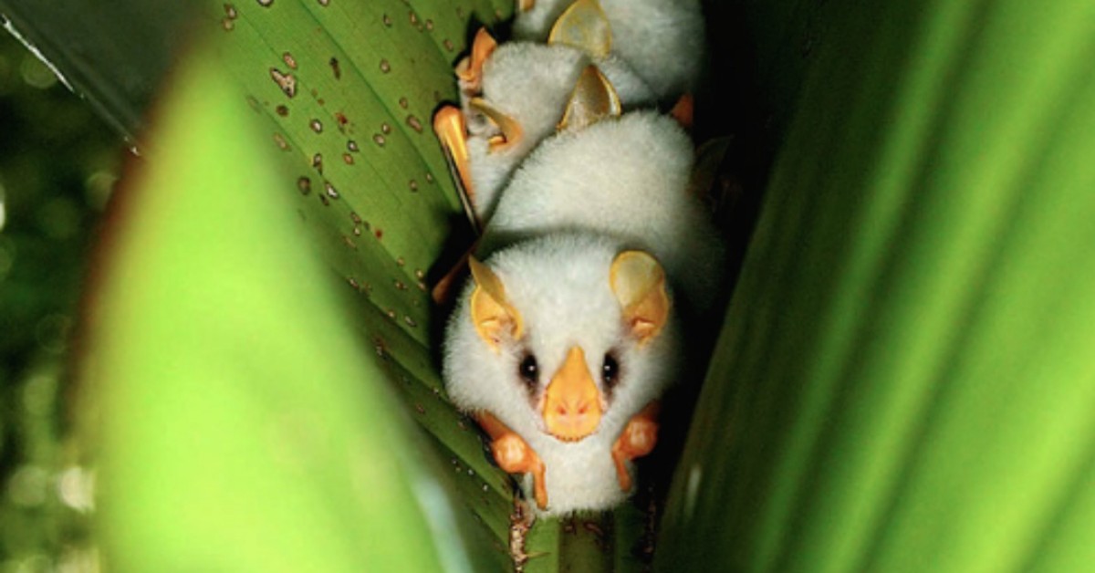 Pipistrelli bianchi cullati in una foglia: la foto di Supreet Sahoo