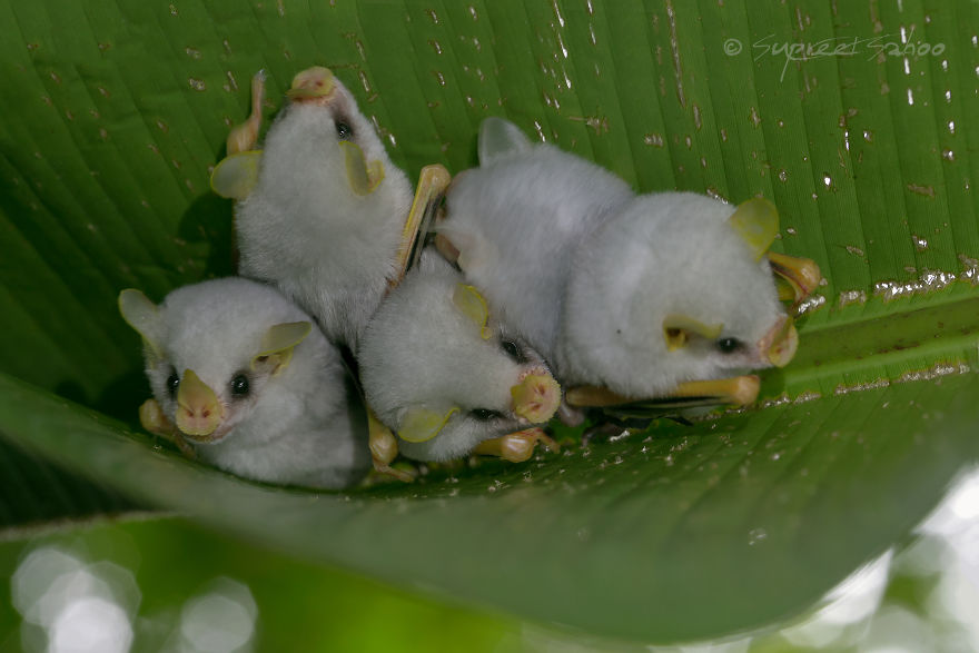 Ectophylla alba